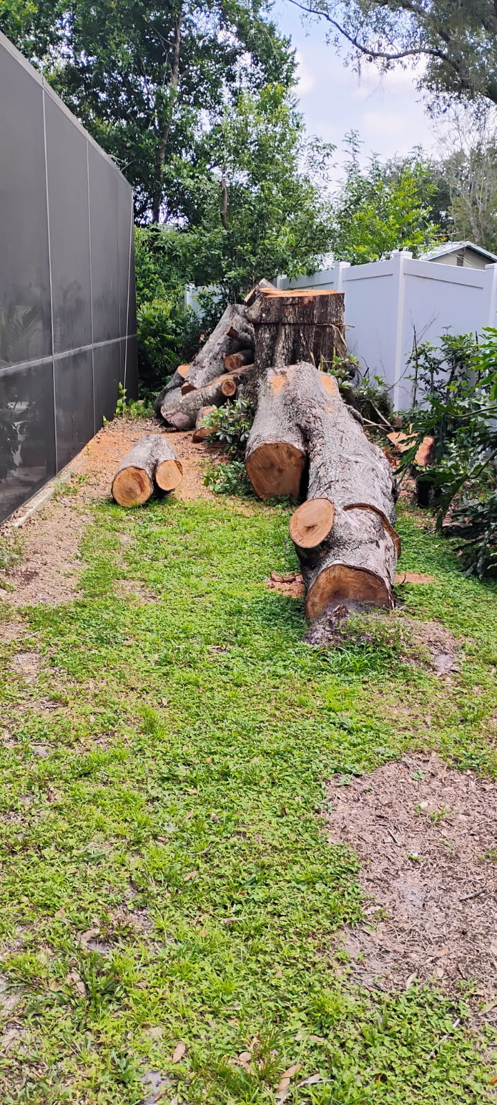 Removed tree cut into logs in a Florida backyard