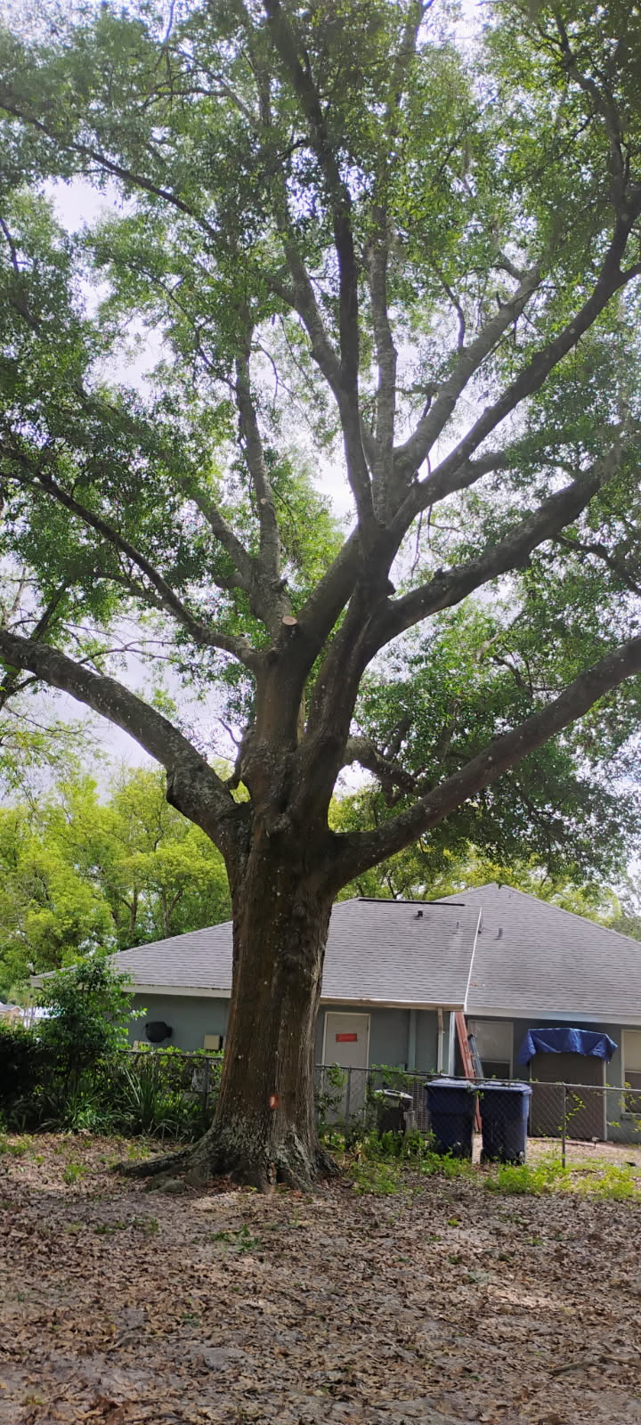Backyard oak with fresh pruning cuts above a house roof